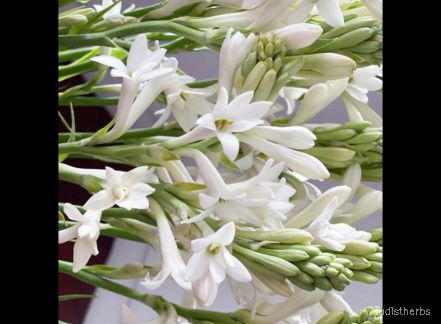 augmented_Polianthes tuberosa flower10_rotated_270.jpeg